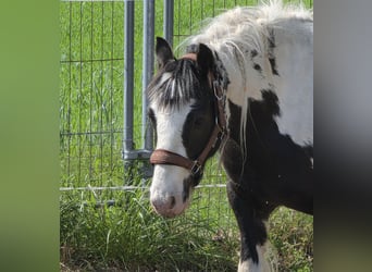 Tinker, Hongre, 4 Ans, 136 cm, Pinto