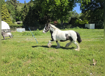 Tinker, Hongre, 4 Ans, 136 cm, Pinto