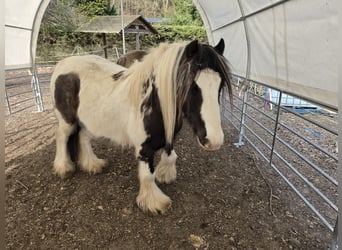 Tinker, Hongre, 4 Ans, 136 cm, Pinto
