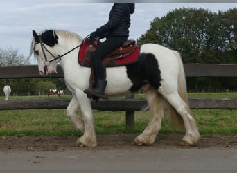 Tinker, Hongre, 4 Ans, 137 cm, Pinto