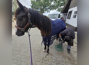 Tinker Croisé, Hongre, 4 Ans, 140 cm, Bai brun foncé