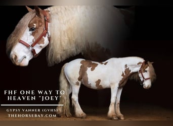 Tinker, Hongre, 4 Ans, 140 cm, Tobiano-toutes couleurs