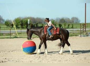 Tinker Croisé, Hongre, 4 Ans, 142 cm, Noir
