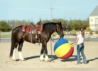 Tinker Croisé, Hongre, 4 Ans, 142 cm, Noir