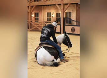 Tinker Croisé, Hongre, 4 Ans, 142 cm, Pinto