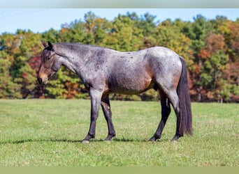 Tinker Croisé, Hongre, 4 Ans, 142 cm, Roan-Bay