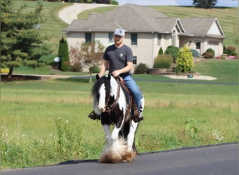 Tinker, Hongre, 4 Ans, 142 cm, Tobiano-toutes couleurs
