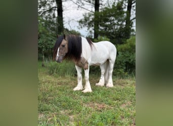 Tinker, Hongre, 4 Ans, 142 cm, Tobiano-toutes couleurs