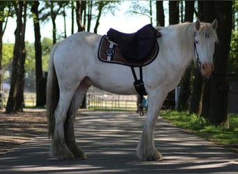 Tinker, Hongre, 4 Ans, 143 cm, Gris