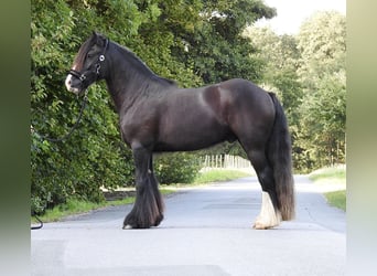 Tinker, Hongre, 4 Ans, 146 cm, Noir