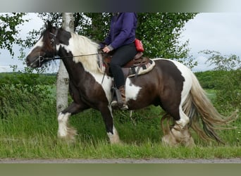 Tinker, Hongre, 4 Ans, 146 cm, Pinto