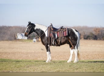 Tinker Croisé, Hongre, 4 Ans, 147 cm, Pinto