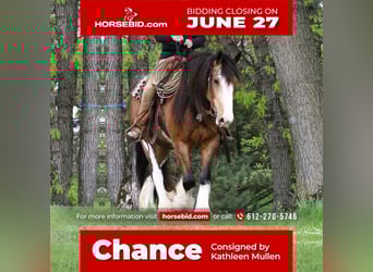 Tinker, Hongre, 4 Ans, 150 cm, Buckskin