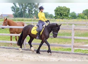 Tinker, Hongre, 4 Ans, 150 cm, Noir