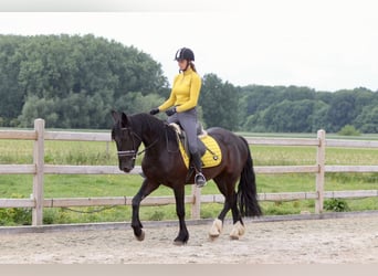 Tinker, Hongre, 4 Ans, 150 cm, Noir