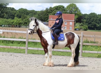 Tinker, Hongre, 4 Ans, 151 cm, Pinto