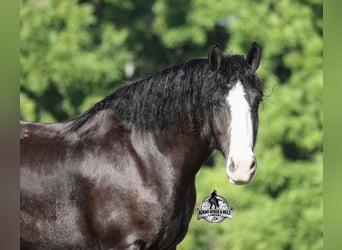 Tinker, Hongre, 4 Ans, 152 cm, Noir