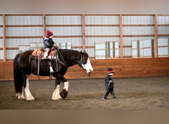 Tinker, Hongre, 4 Ans, 152 cm, Noir