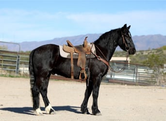 Tinker Croisé, Hongre, 4 Ans, 152 cm, Noir