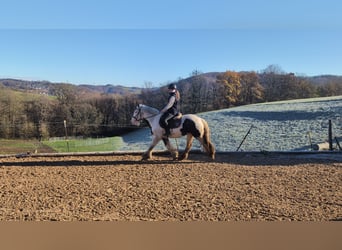 Tinker, Hongre, 4 Ans, 152 cm, Pinto