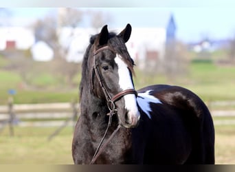 Tinker Croisé, Hongre, 4 Ans, 152 cm, Pinto