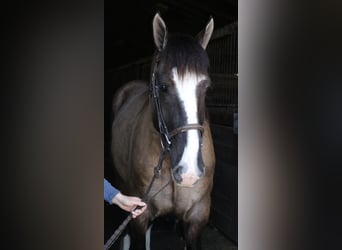 Tinker Croisé, Hongre, 4 Ans, 160 cm, Grullo