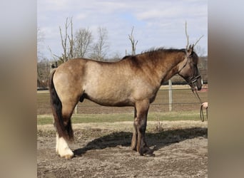 Tinker Croisé, Hongre, 4 Ans, 160 cm, Grullo