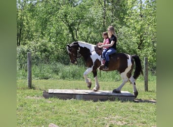 Tinker Croisé, Hongre, 4 Ans, 163 cm, Pinto