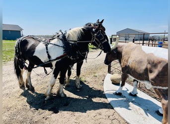 Tinker, Hongre, 4 Ans, 168 cm, Tobiano-toutes couleurs