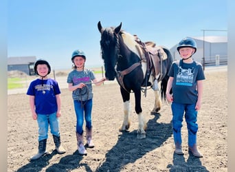Tinker, Hongre, 4 Ans, 168 cm, Tobiano-toutes couleurs