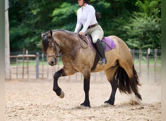 Tinker Croisé, Hongre, 4 Ans, Buckskin