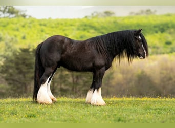Tinker, Hongre, 4 Ans, Noir