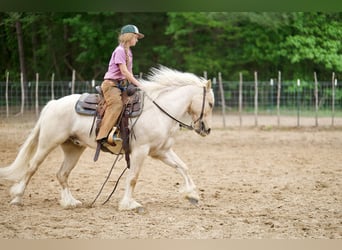 Tinker Croisé, Hongre, 4 Ans, Palomino
