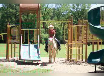 Tinker Croisé, Hongre, 4 Ans, Palomino