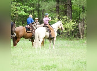 Tinker Croisé, Hongre, 4 Ans, Palomino