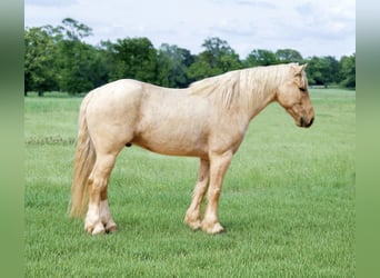 Tinker Croisé, Hongre, 4 Ans, Palomino