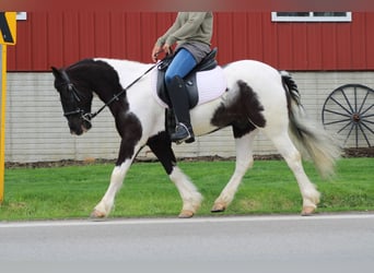 Tinker Croisé, Hongre, 4 Ans, Pinto