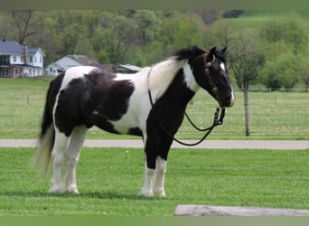 Tinker Croisé, Hongre, 4 Ans, Pinto