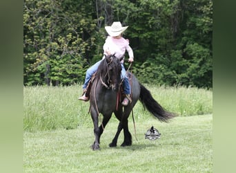 Tinker, Hongre, 4 Ans, Rouan Bleu