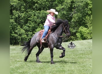 Tinker, Hongre, 4 Ans, Rouan Bleu