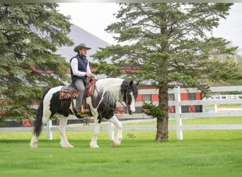 Tinker Croisé, Hongre, 4 Ans, Tobiano-toutes couleurs