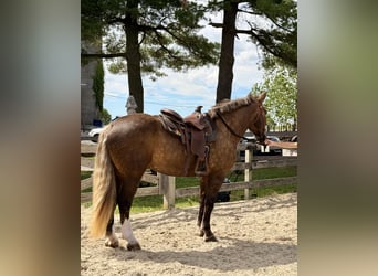 Tinker Croisé, Hongre, 4 Ans