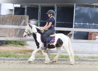 Tinker, Hongre, 5 Ans, 120 cm, Pinto