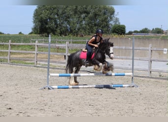 Tinker, Hongre, 5 Ans, 120 cm, Rouan Bleu