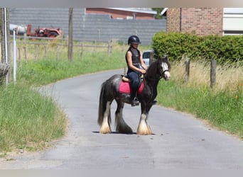 Tinker, Hongre, 5 Ans, 120 cm, Rouan Bleu