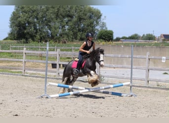 Tinker, Hongre, 5 Ans, 120 cm, Rouan Bleu