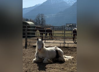 Tinker, Hongre, 5 Ans, 120 cm, Tobiano-toutes couleurs