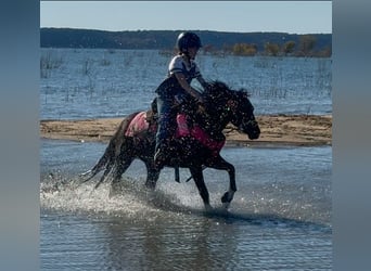 Tinker Croisé, Hongre, 5 Ans, 122 cm, Pinto