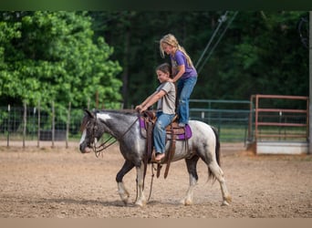 Tinker Croisé, Hongre, 5 Ans, 122 cm, Pinto