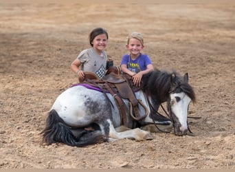 Tinker Croisé, Hongre, 5 Ans, 122 cm, Pinto